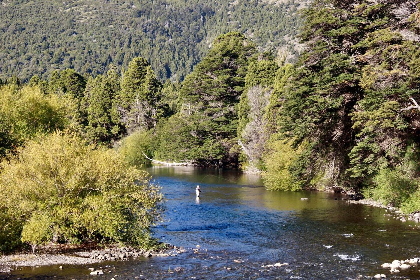 Río Quilquihue con aguas claras entre árboles